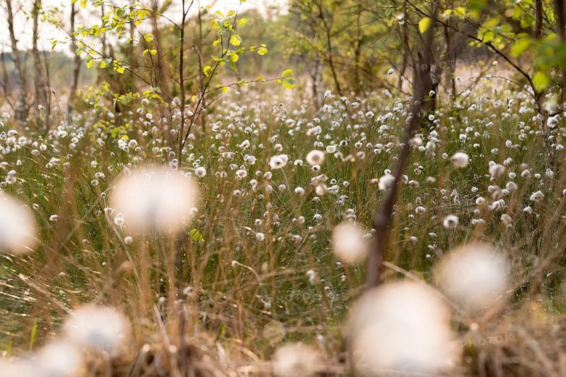 Hare's-tail cottongrass