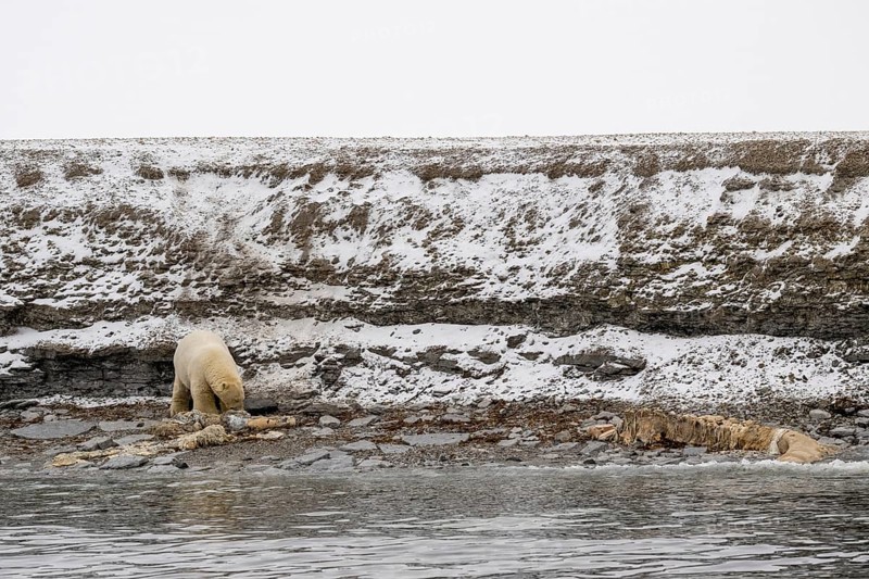 Scavenging polar bear