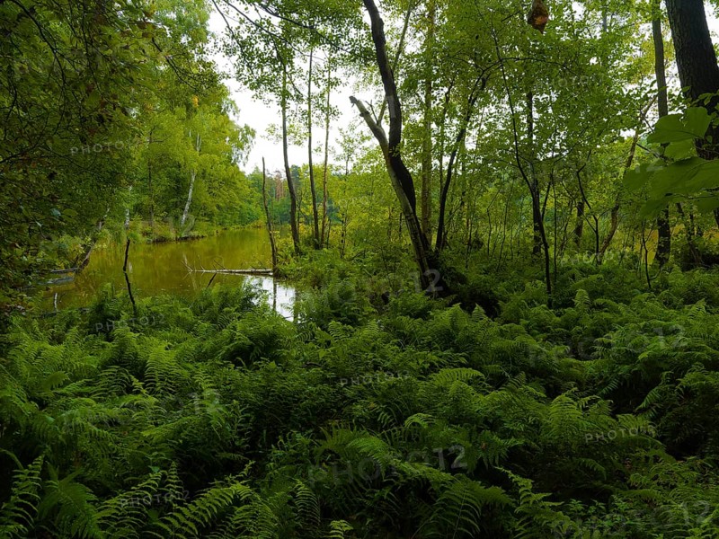 Wilderness with ferns and bushes and wetlands