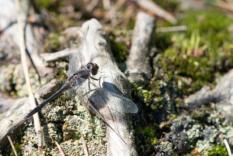 Black darter