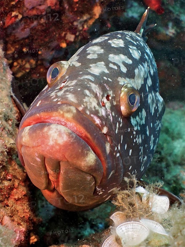 Portrait of dusky grouper
