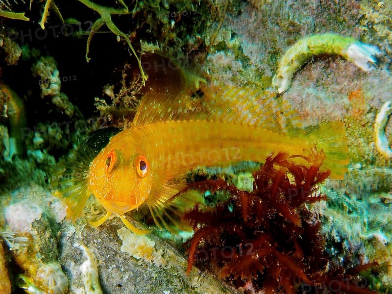 Variable blenny