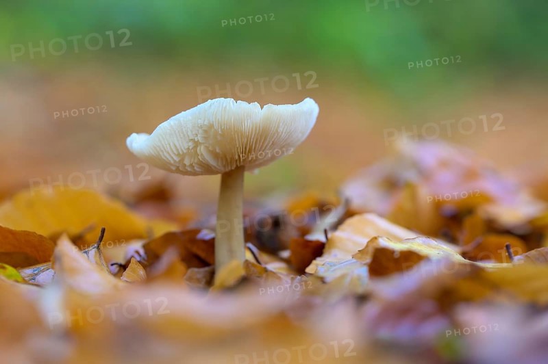 Mushroom in beech forest