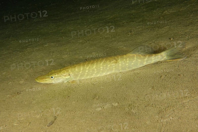 Pike