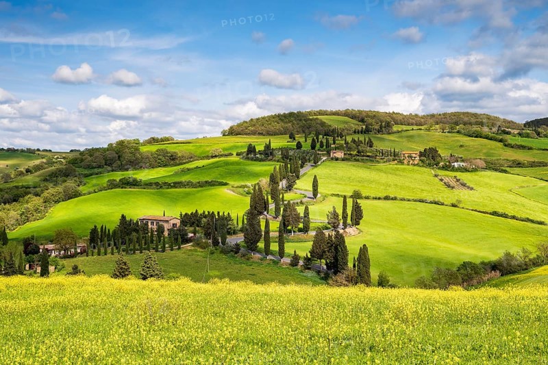 Cypress