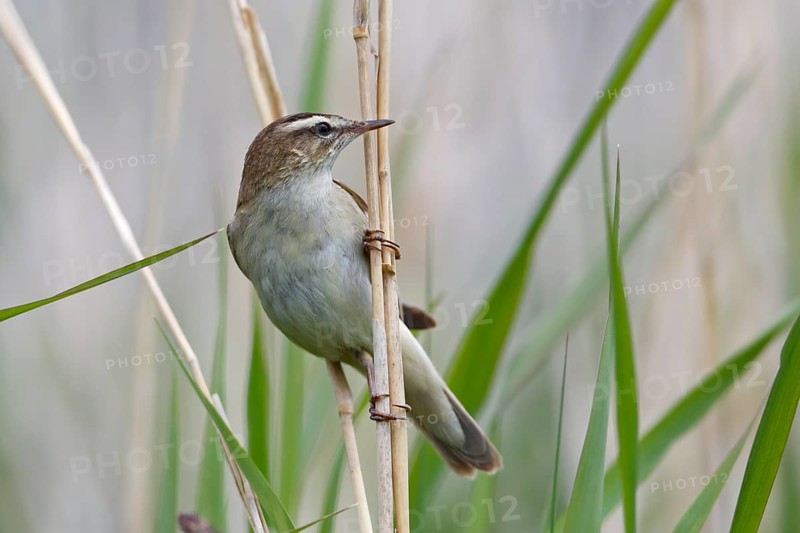 Sedge warbler
