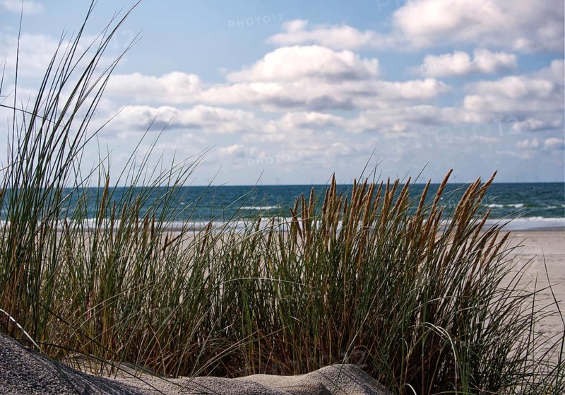 Marram grass