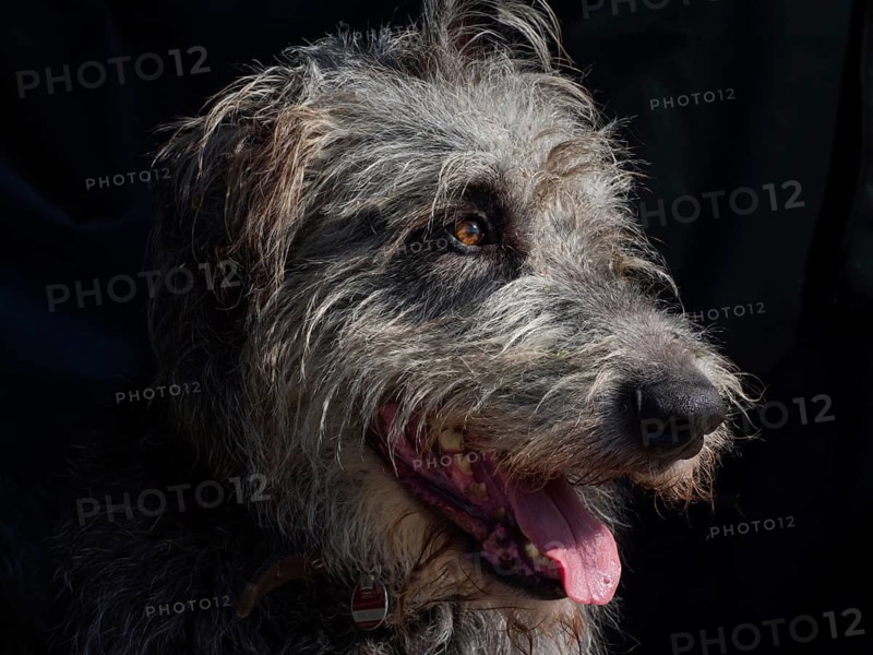 Irish Wolfhound