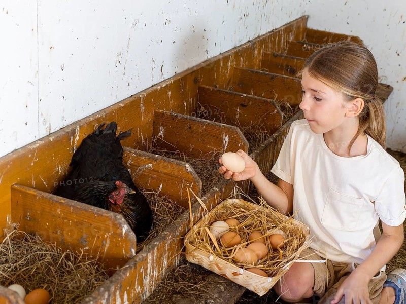 Boy collecting eggs from the nests into a basket in the henhouse