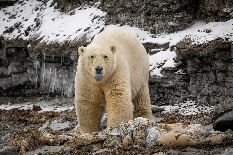 Scavenging polar bear