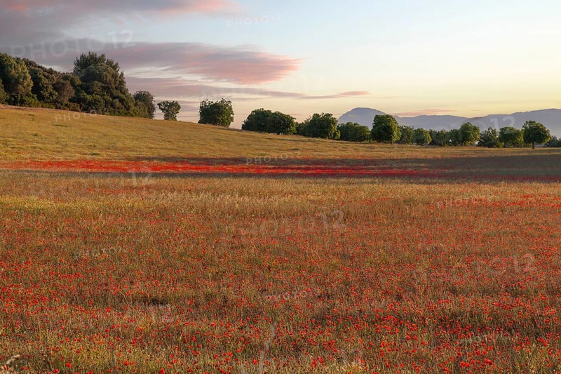 Poppy meadow
