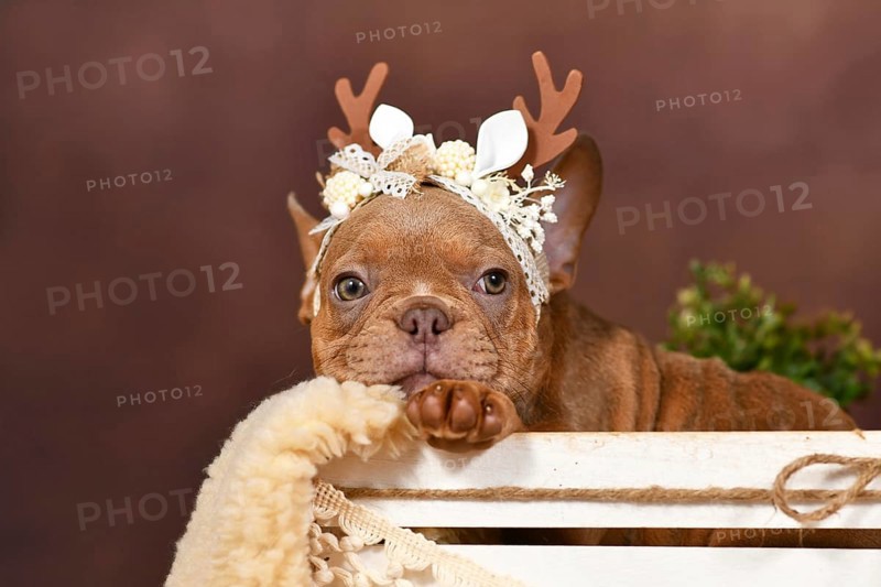 French Bulldog puppy with reindeer antlers in box in front of brown background