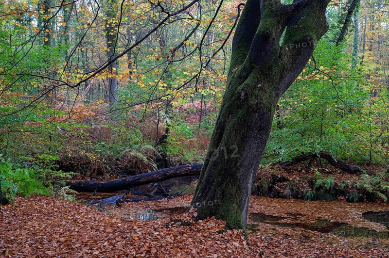 Beech forest in autumn