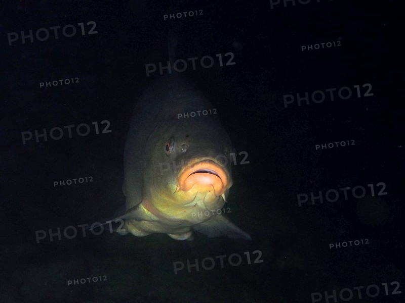 Portrait of tench