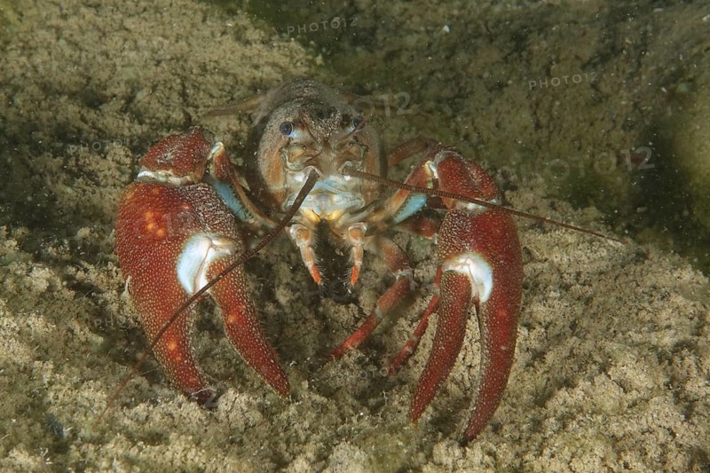 Signal crayfish