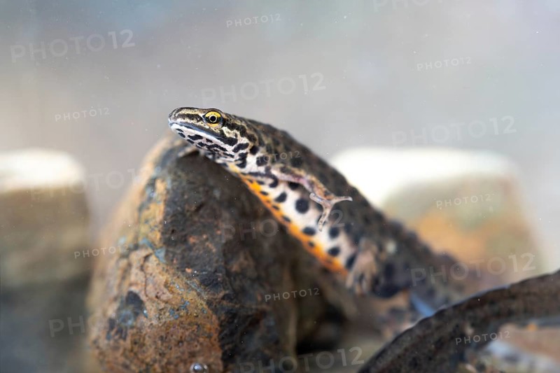 Common newt
