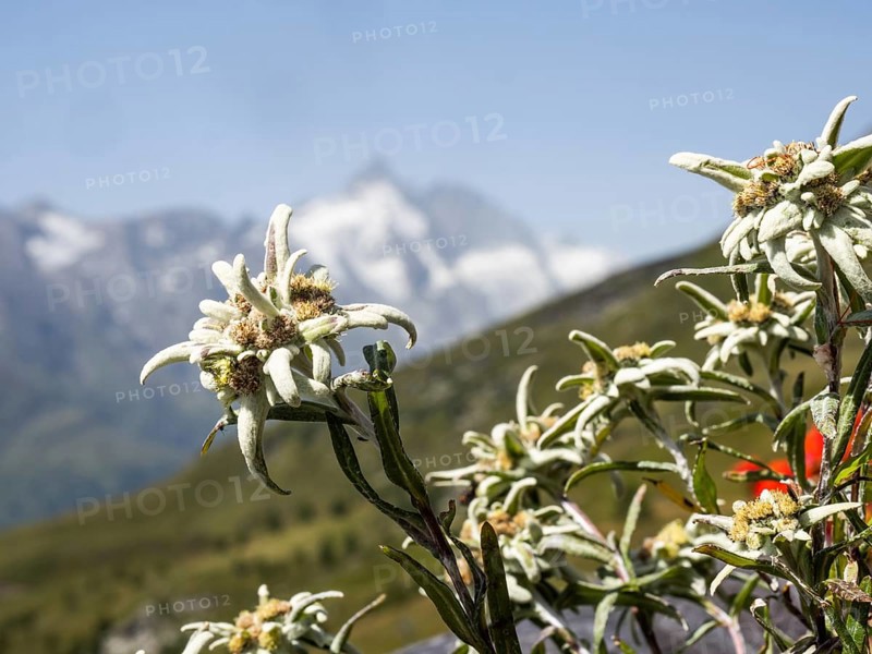 Alpine edelweiss
