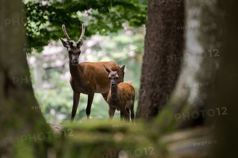 Red deer in the animal enclosure