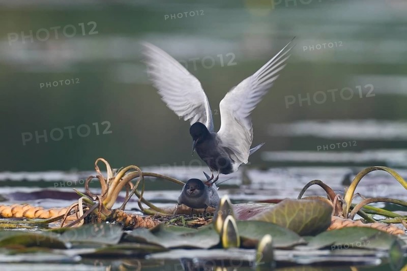 Black Tern