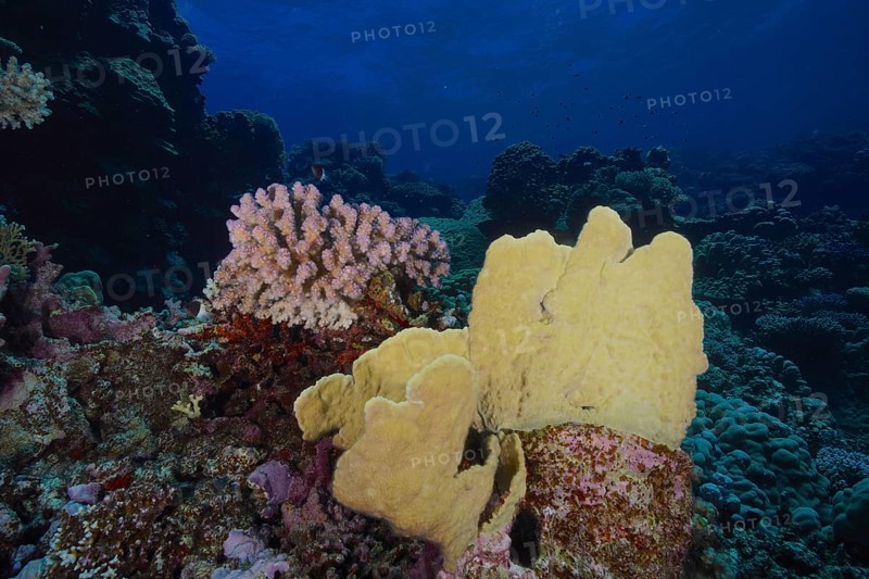 Blade firel coral