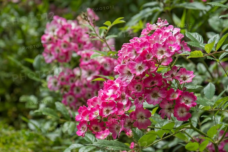Musk Rose or Rosa-Moschata hybrids