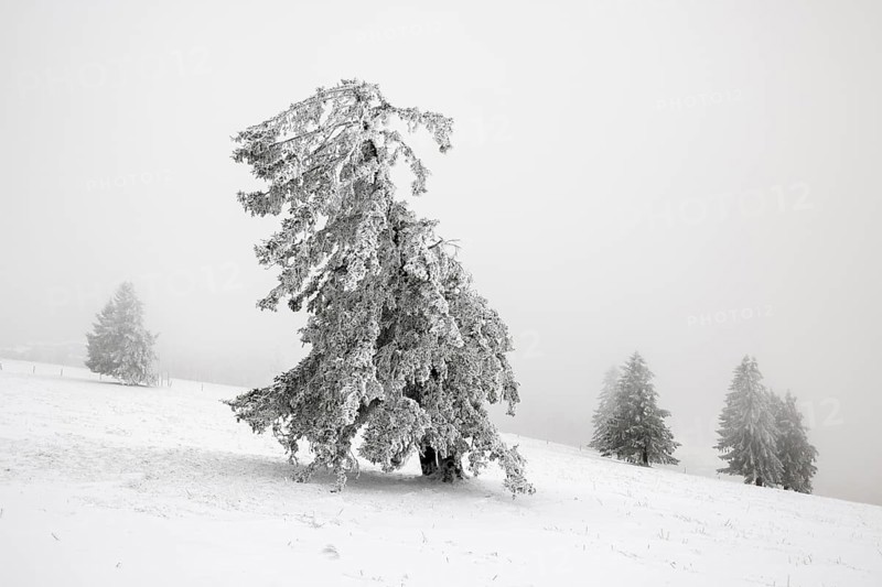 Winter sunset on the mountain with hoarfrost on the trees and fog