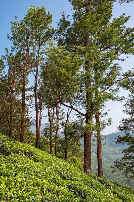 Tea plantation with trees