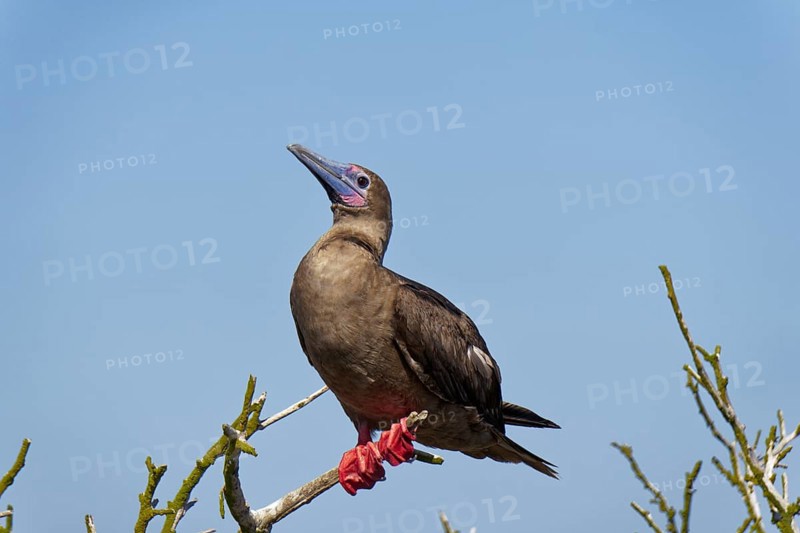 Red-footed Booby