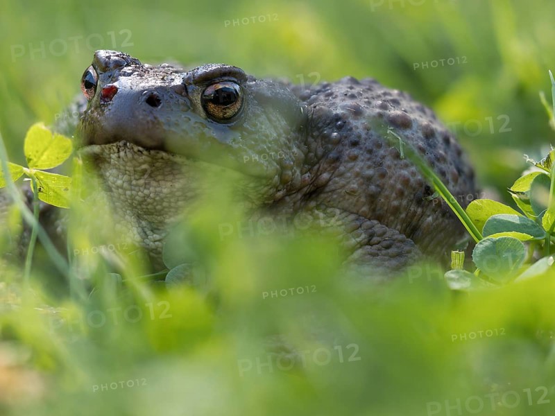 Common toad