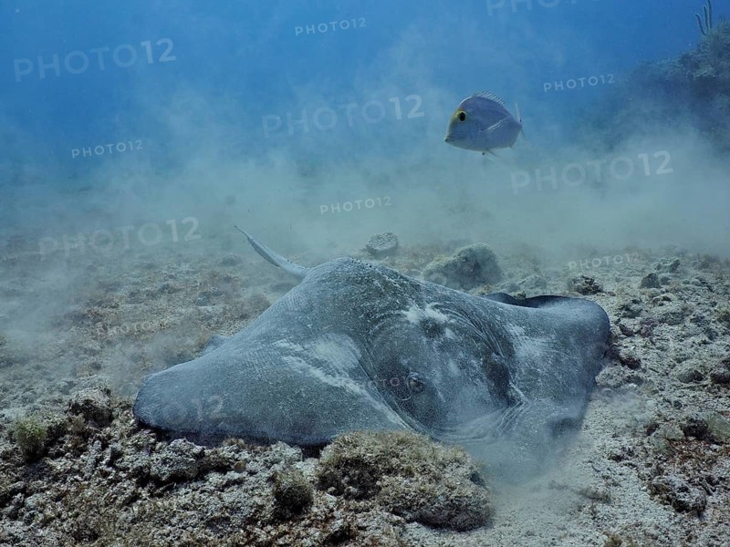 American stingray