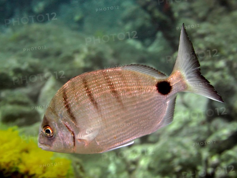 White seabream