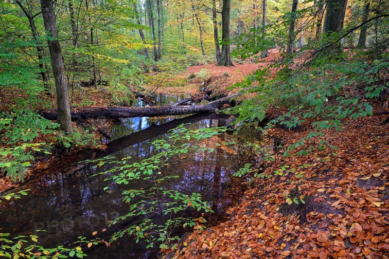 Stream in autumn