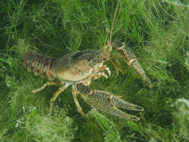 Crayfish