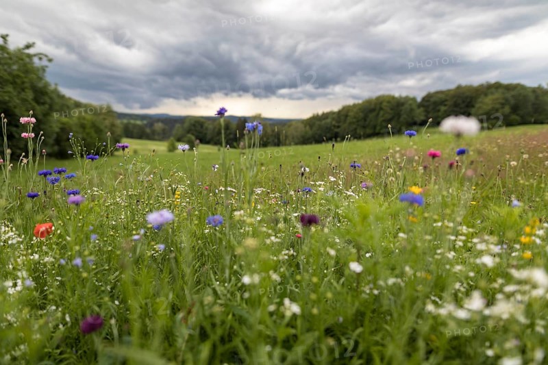 Rainy weather with meadow and farm