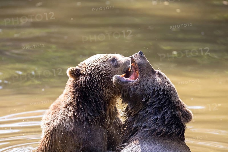 Brown bear in the animal enclosure