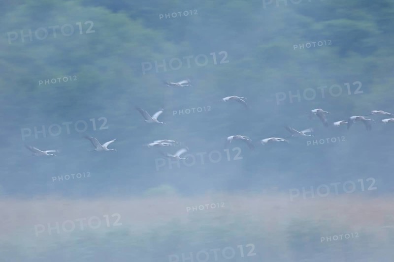 Crane