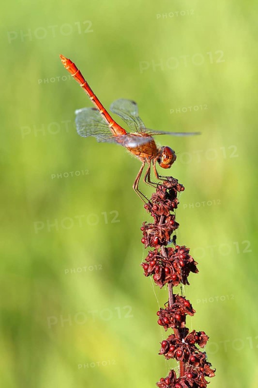 Ruddy darter