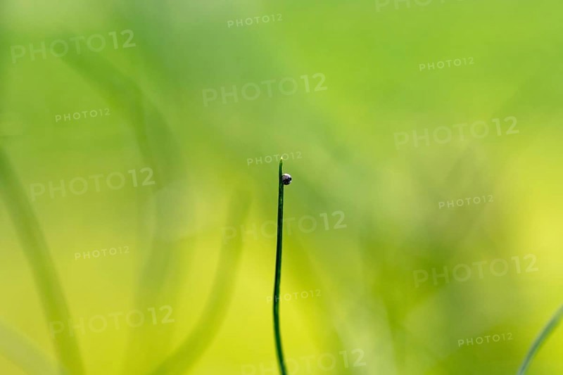 Egg of a swallowtail