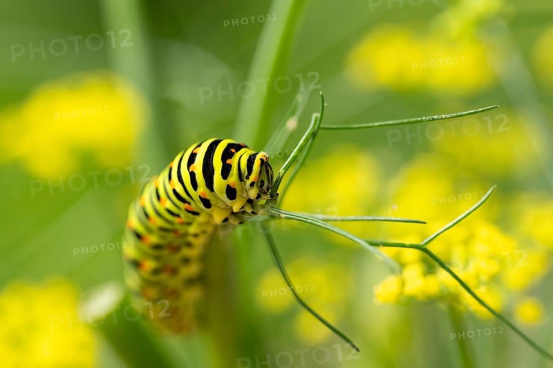 Swallowtail