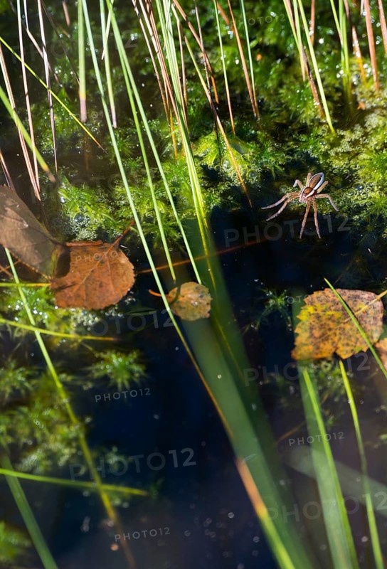 Raft spider