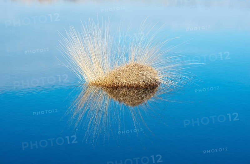 Moor-grass