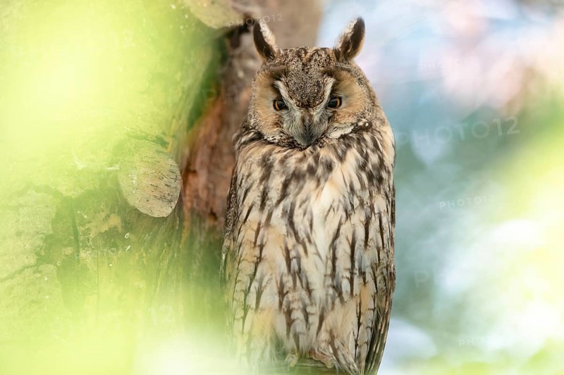 Long-eared owl