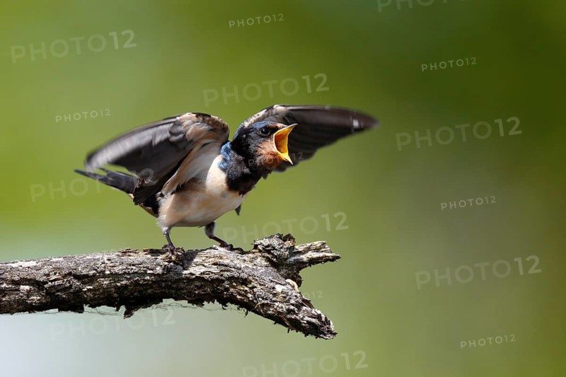 Barn swallow