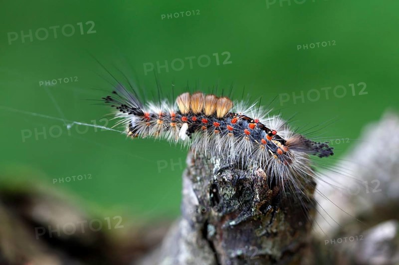 Blackthorn brush moth