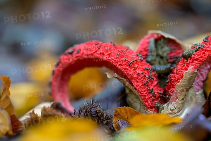 Octopus stinkhorn