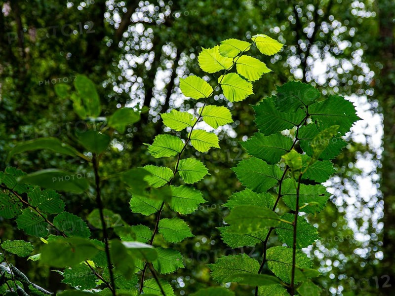 Green leaves in a deciduous forest