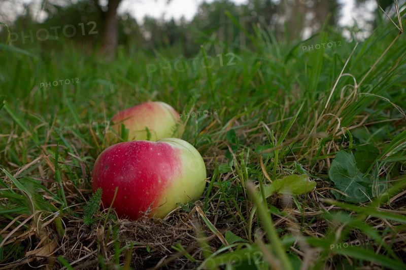 Apple variety Brettacher Apfel