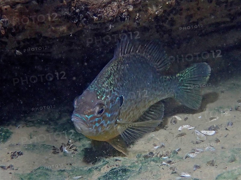 Pumpkinseed sunfish