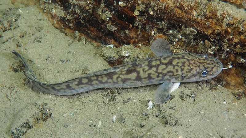 Burbot