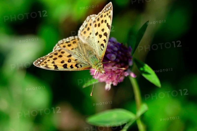 Queen of spain fritillary
